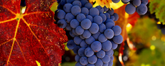 Vermont Wines, Not an Oxymoron