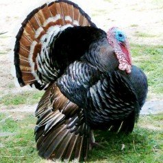 Up With Turkey