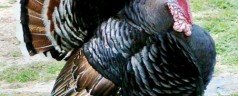 Up With Turkey