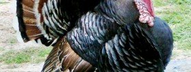 Up With Turkey
