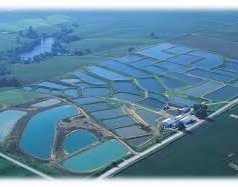 Where Do Fish Come From?