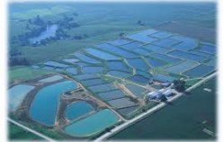 Where Do Fish Come From?
